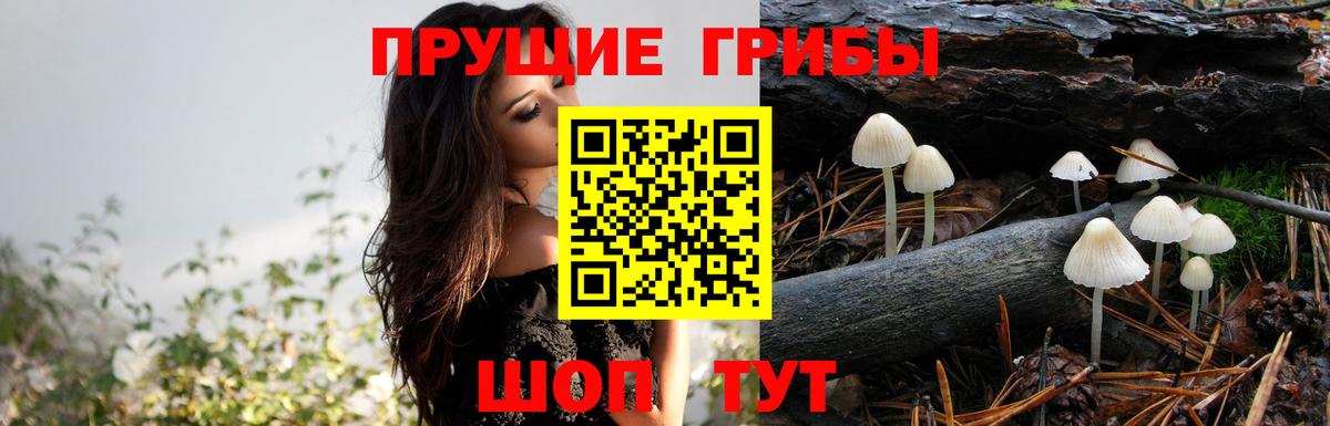 Кольчугино  Галлюциногенные грибы прущие грибы  Псилоцибиновые грибы прущие грибы  Вход с VPN 