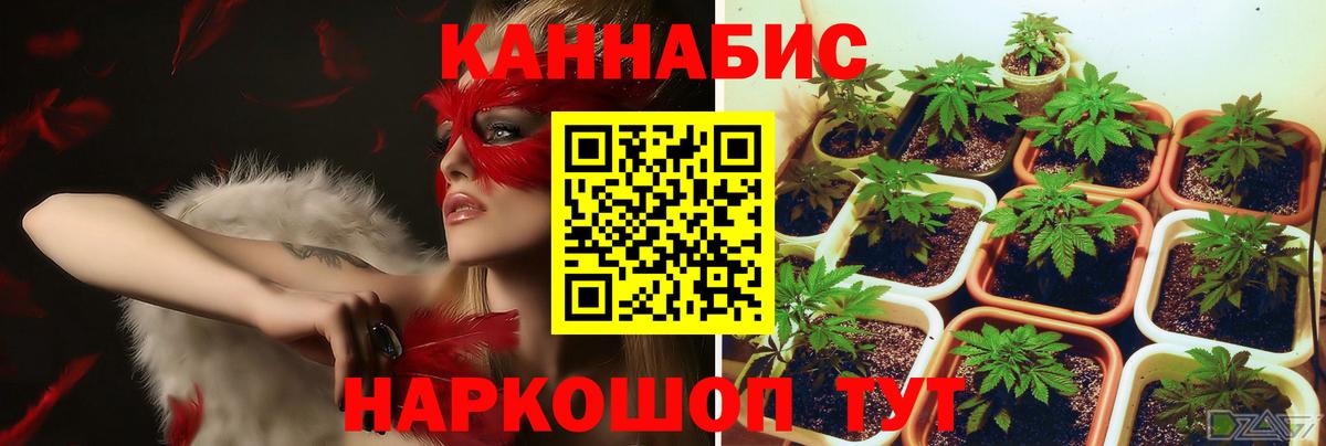 Шишки марихуана гибрид  Бошки марихуана OG Kush  Кольчугино 